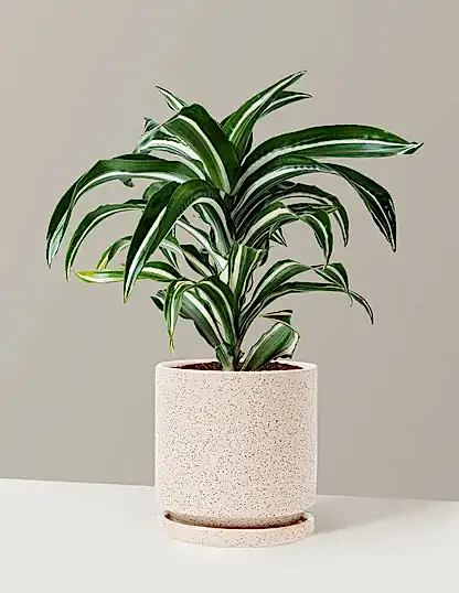 Dracaena Jewel Jade