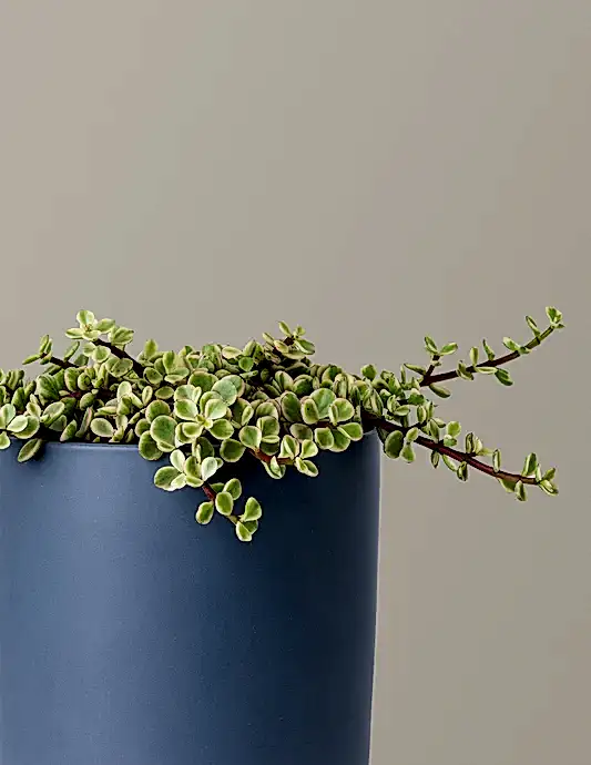 Variegated Elephant Bush