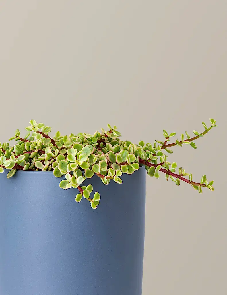 Variegated Elephant Bush