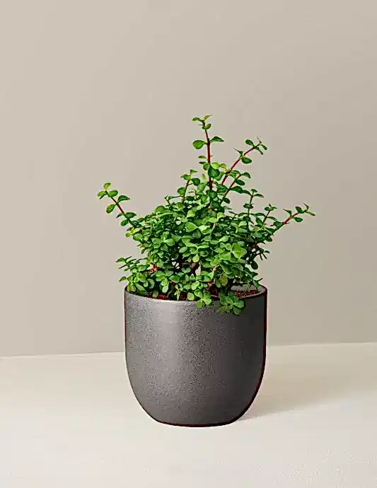 Elephant Bush Prosperity Plant