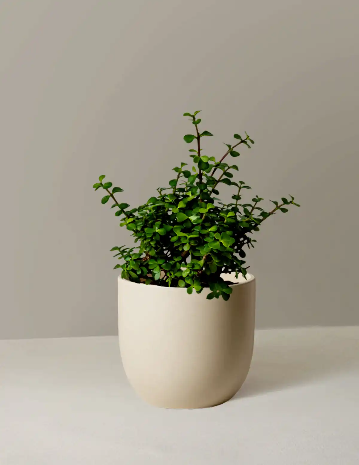 Elephant Bush Prosperity Plant