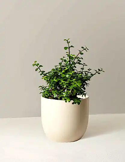 Elephant Bush Prosperity Plant