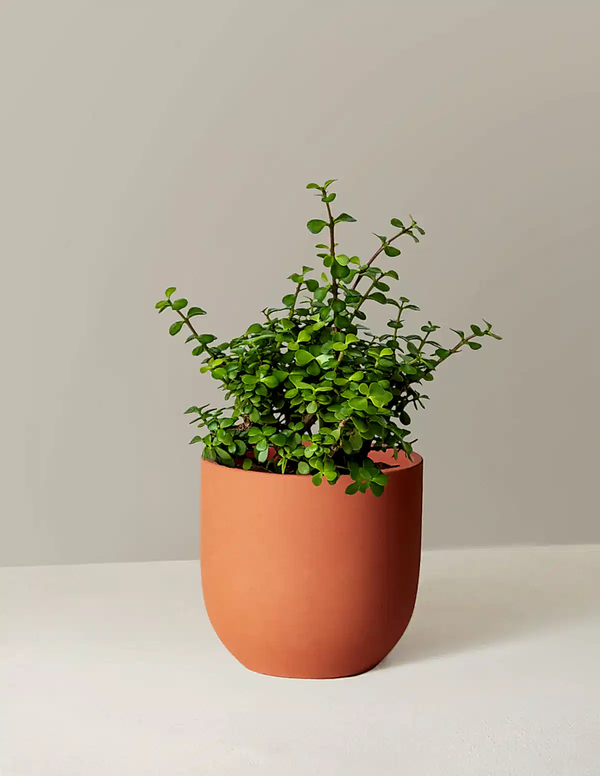 Elephant Bush Prosperity Plant