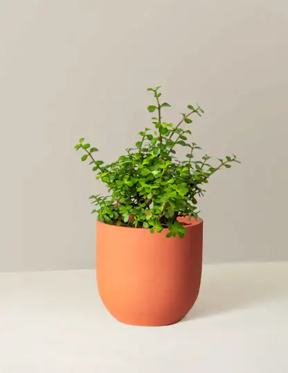 Elephant Bush Prosperity Plant