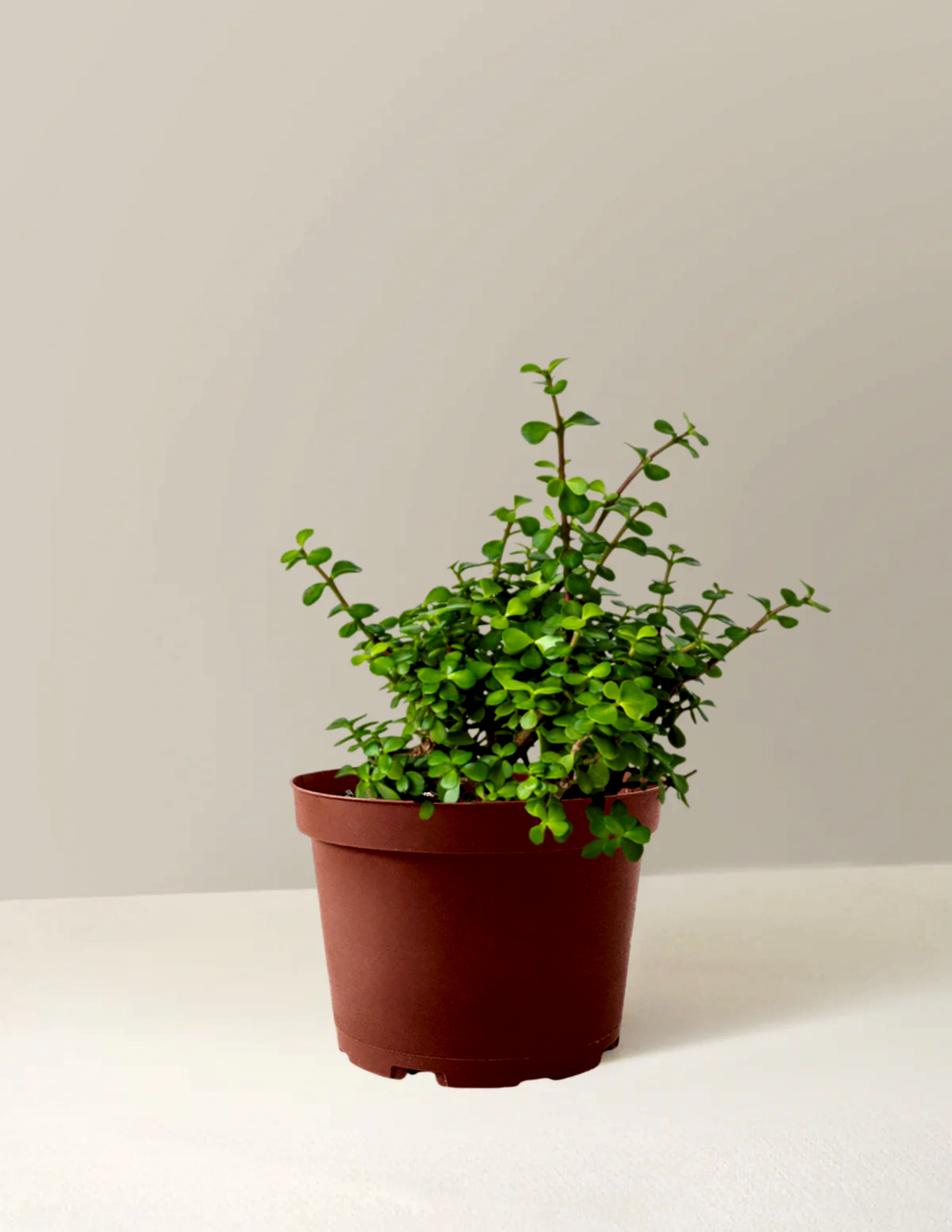 Elephant Bush Prosperity Plant