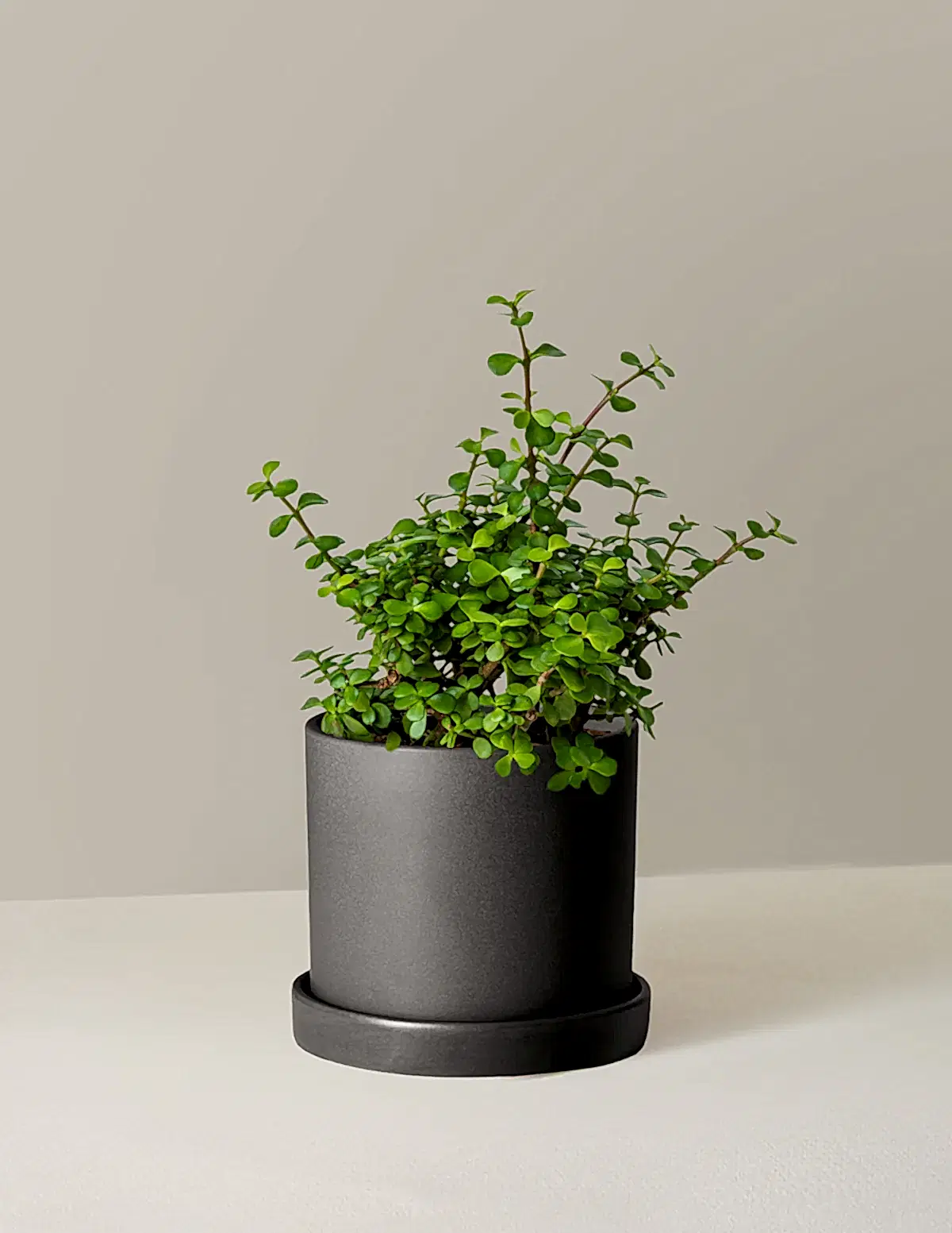 Elephant Bush Prosperity Plant