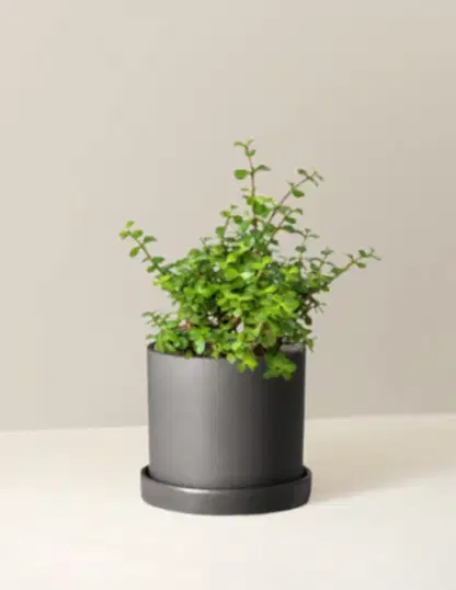 Elephant Bush Prosperity Plant
