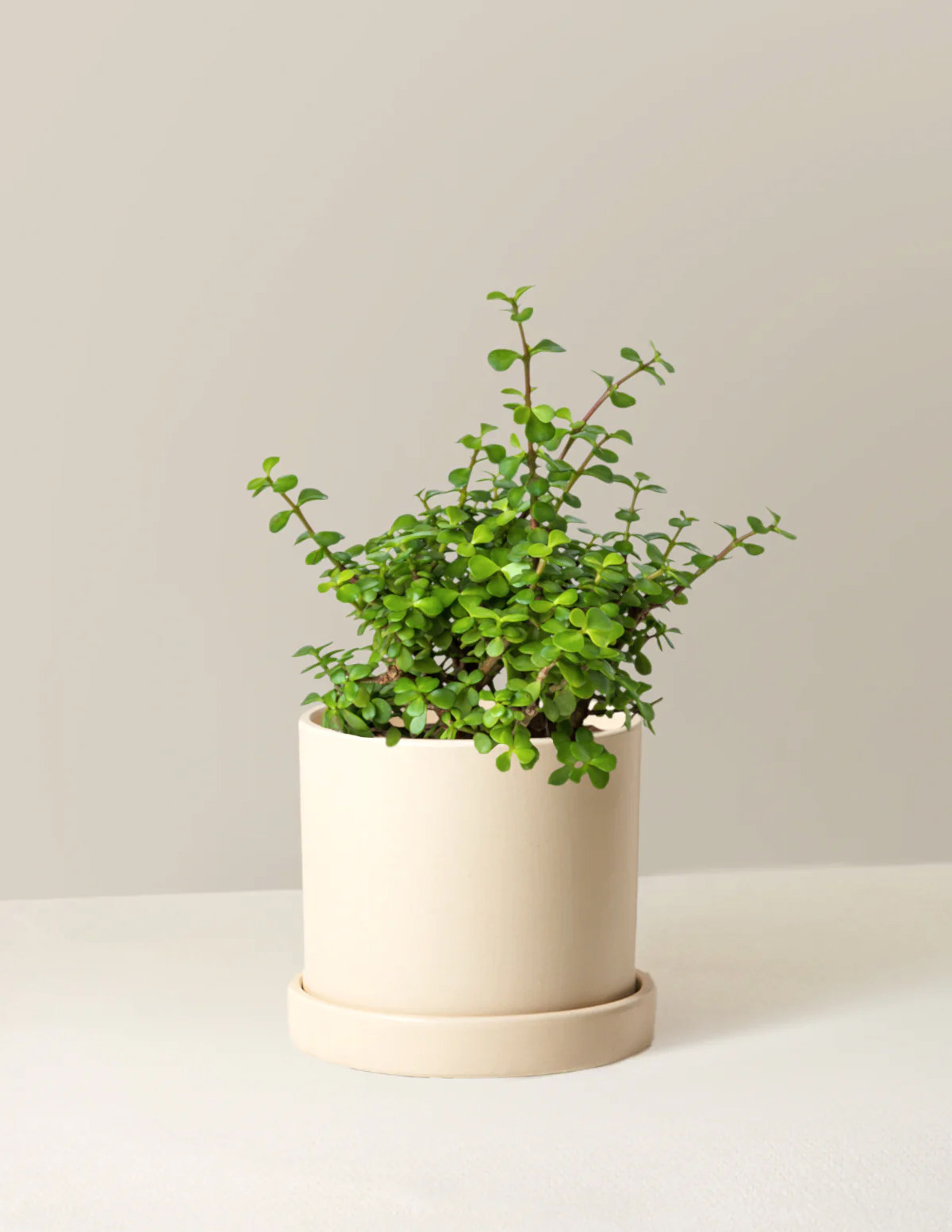 Elephant Bush Prosperity Plant