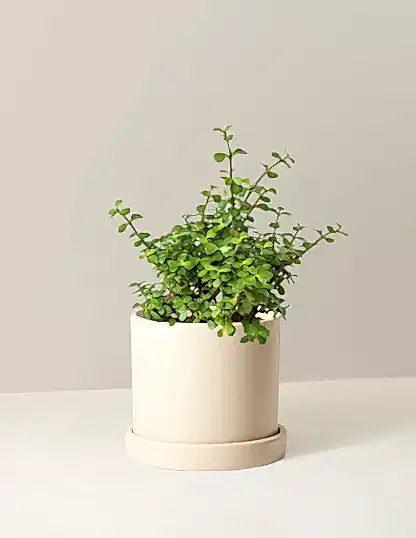 Elephant Bush Prosperity Plant