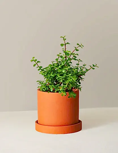 Elephant Bush Prosperity Plant