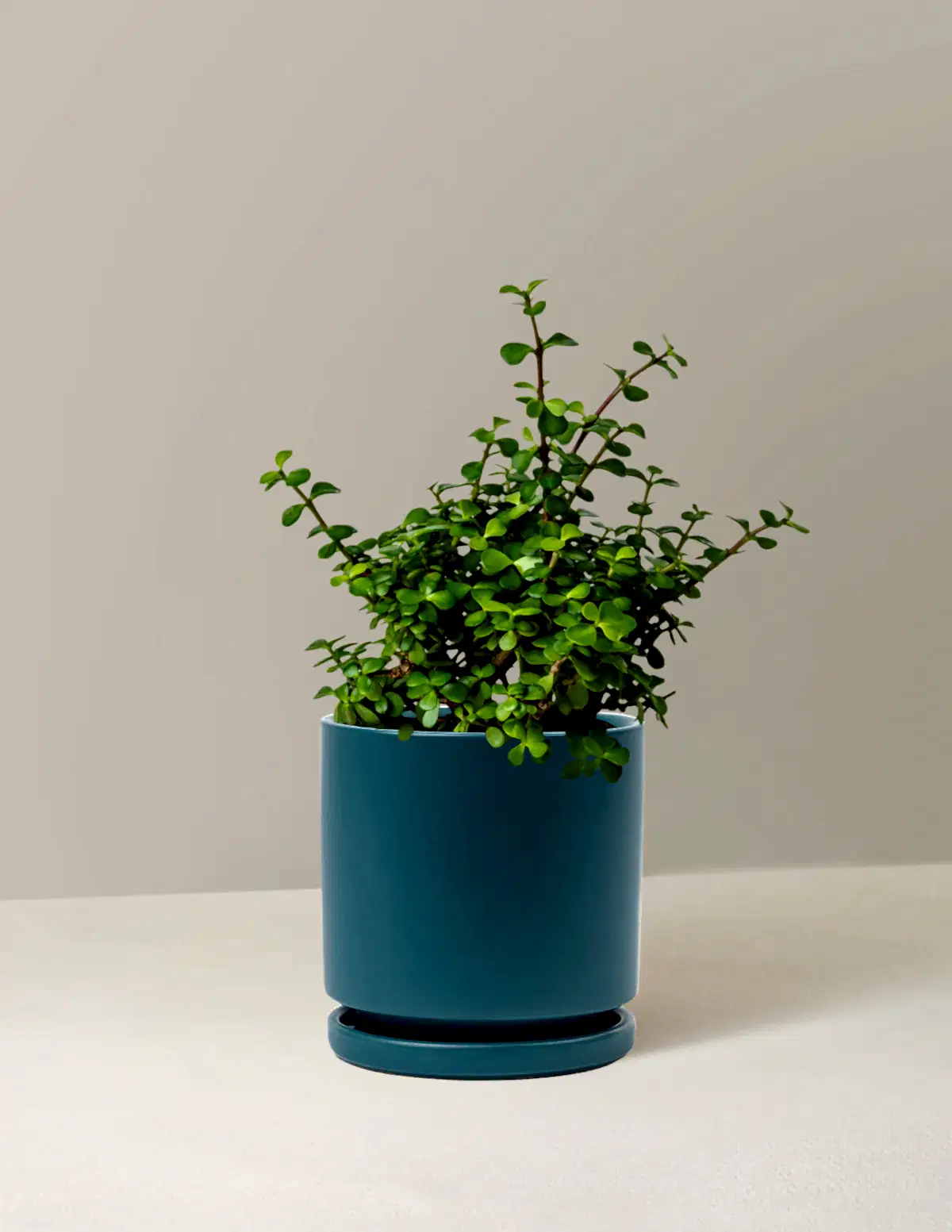 Elephant Bush Prosperity Plant
