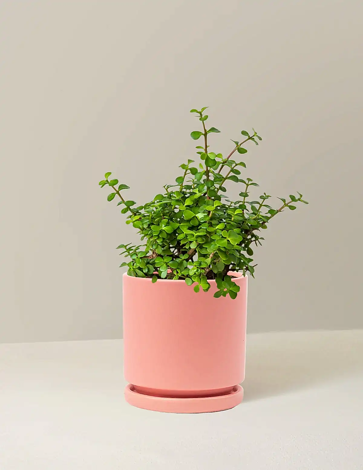 Elephant Bush Prosperity Plant