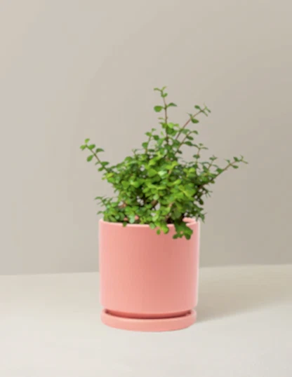 Elephant Bush Prosperity Plant