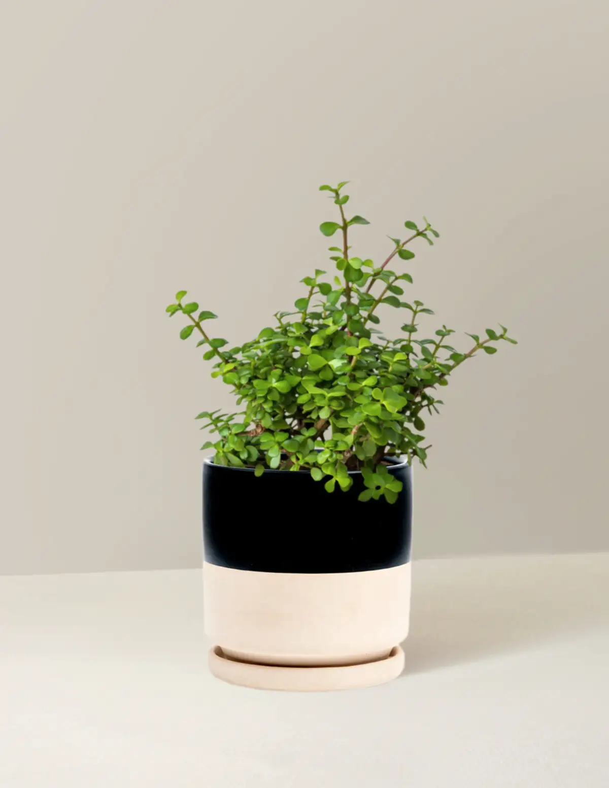 Elephant Bush Prosperity Plant