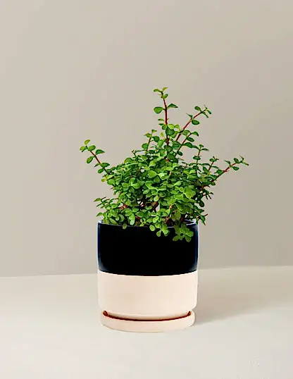 Elephant Bush Prosperity Plant