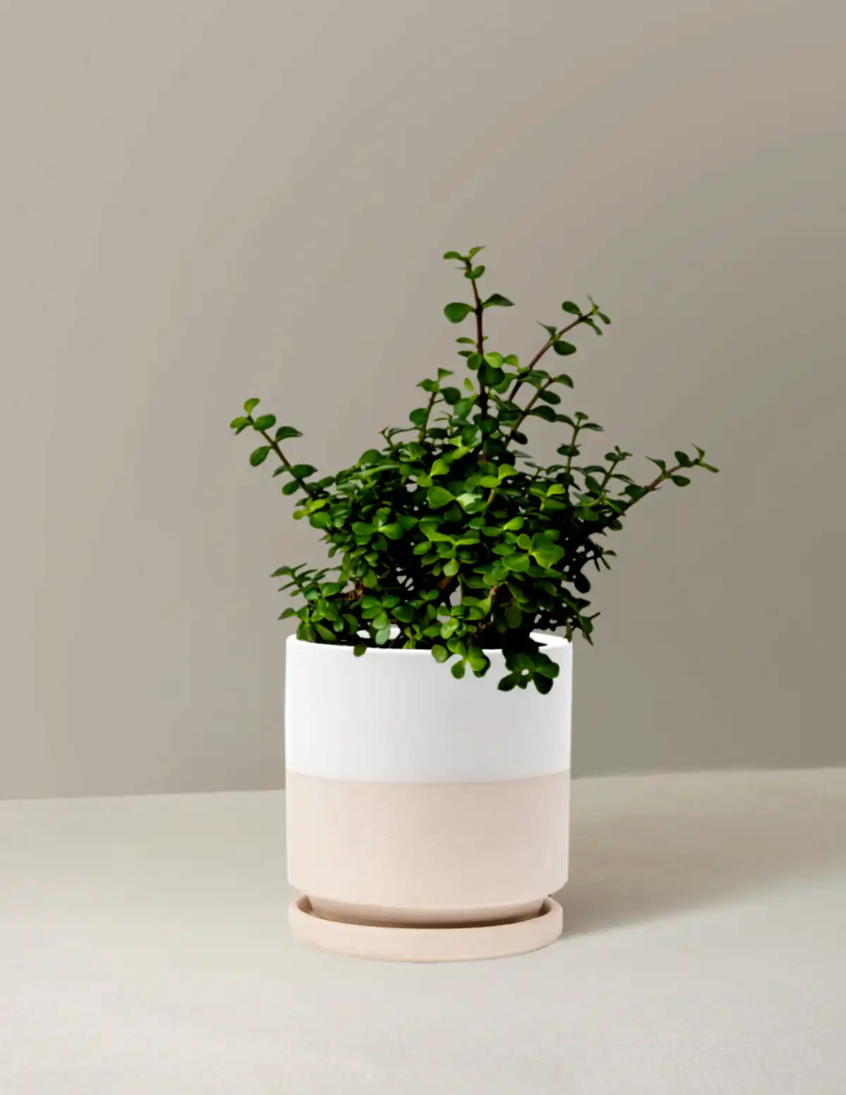 Elephant Bush Prosperity Plant