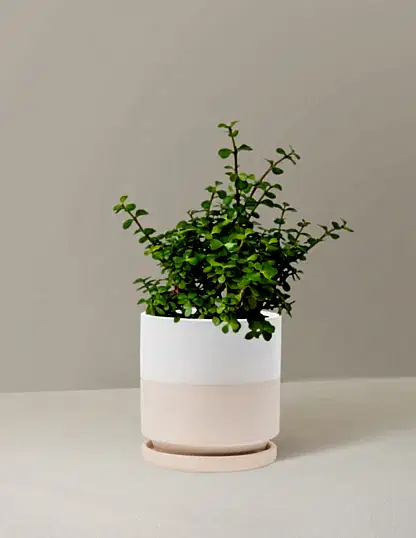 Elephant Bush Prosperity Plant