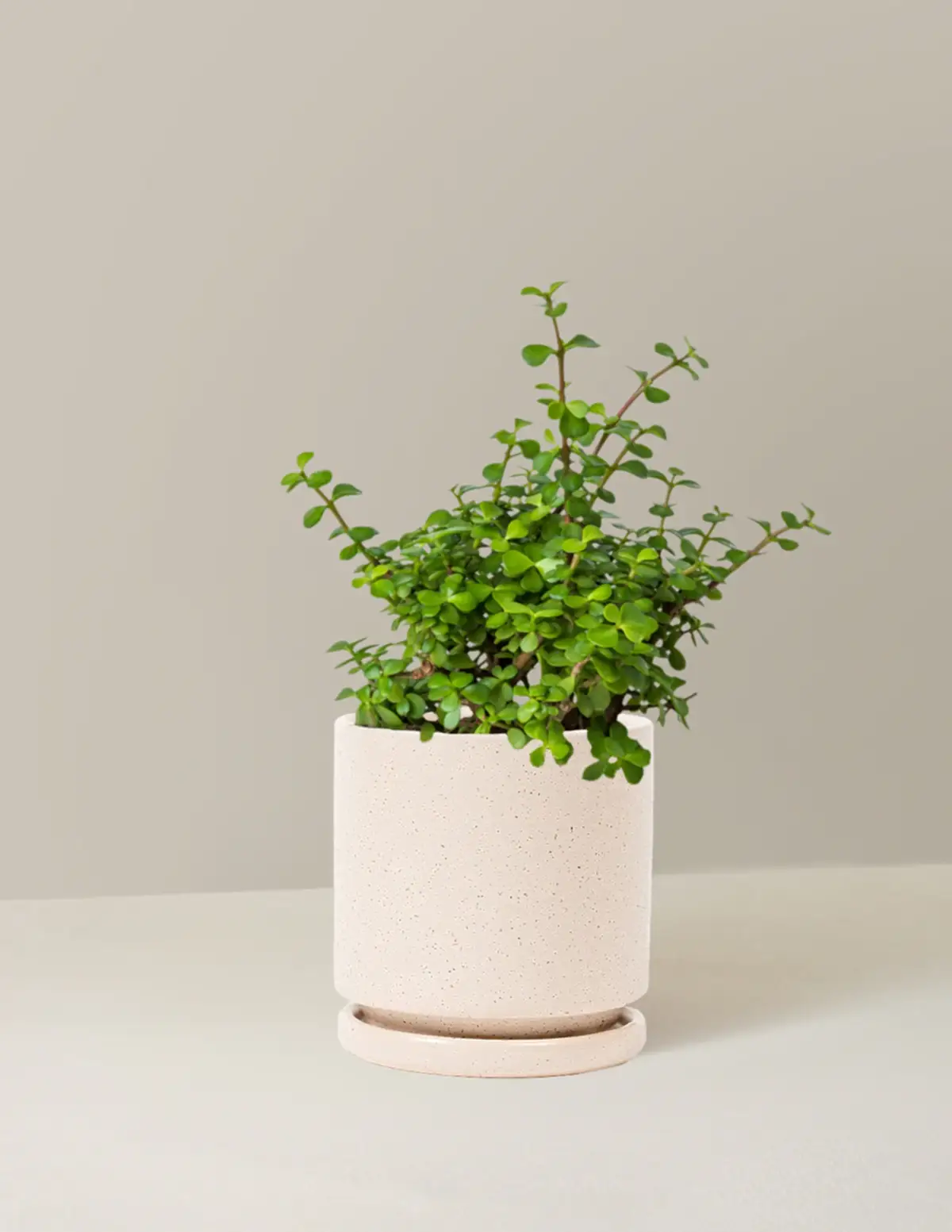 Elephant Bush Prosperity Plant
