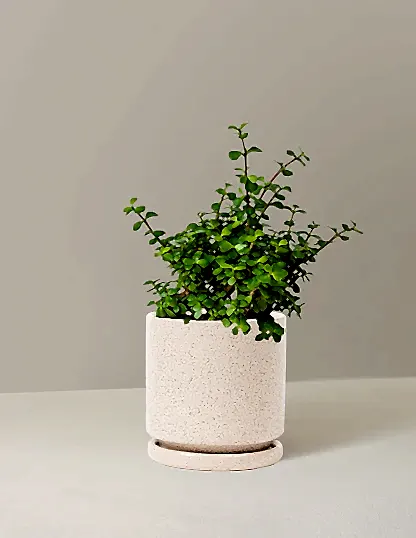 Elephant Bush Prosperity Plant