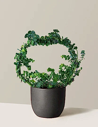 Potted Live Eucalyptus Hoop