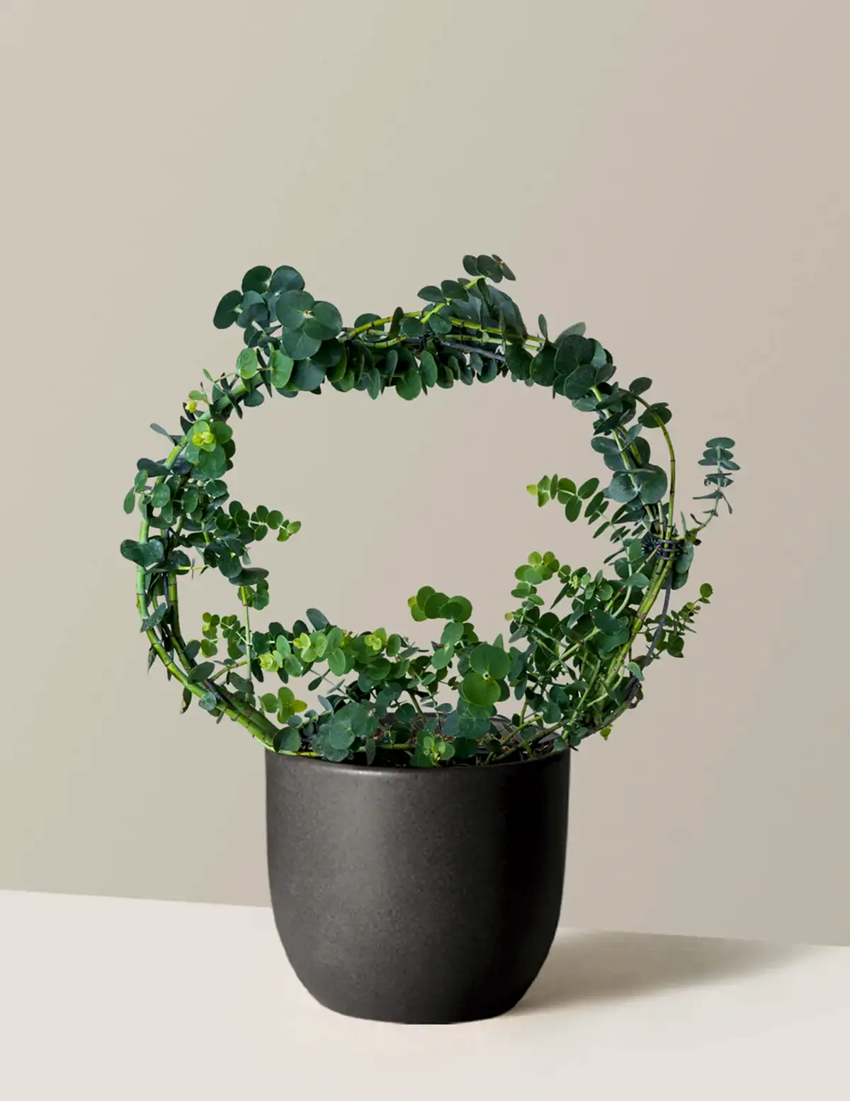 Potted Live Eucalyptus Hoop