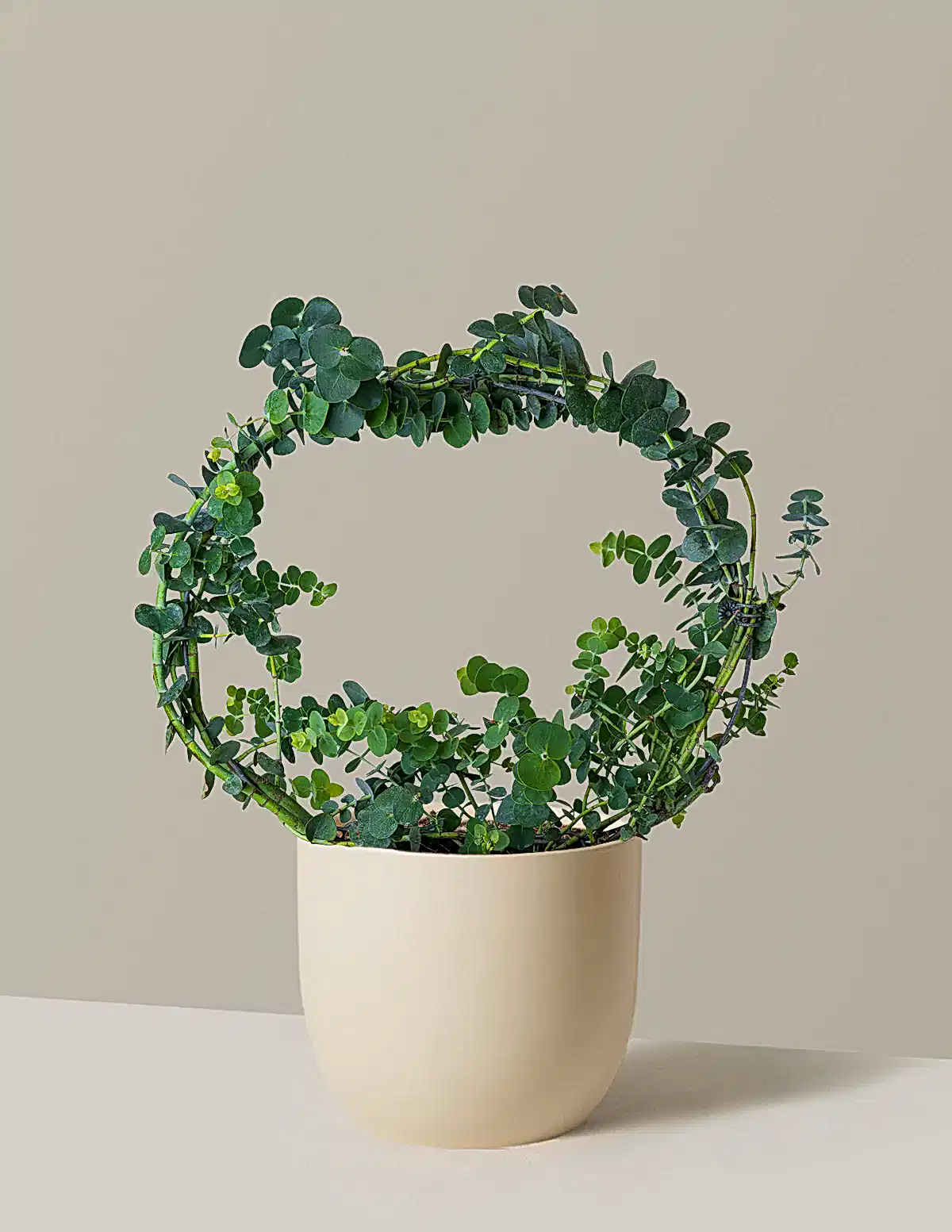 Potted Live Eucalyptus Hoop