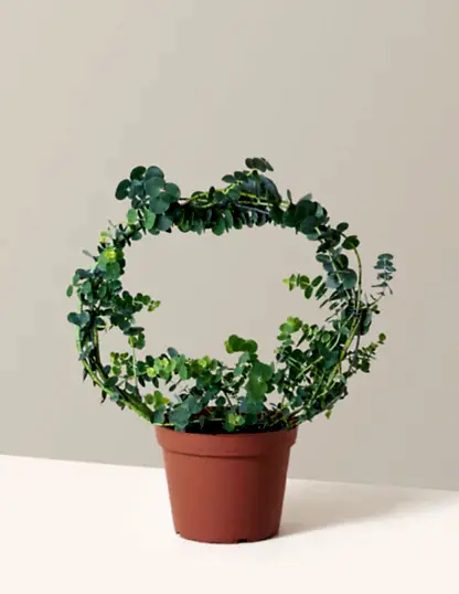 Potted Live Eucalyptus Hoop