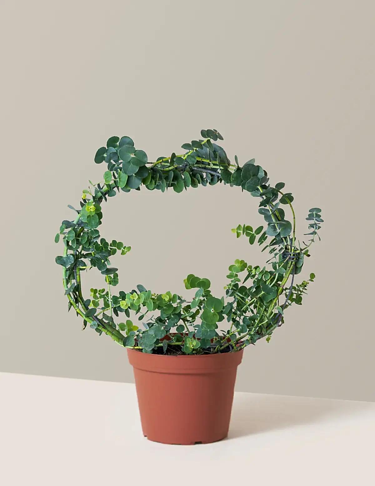 Potted Live Eucalyptus Hoop