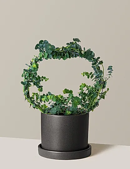 Potted Live Eucalyptus Hoop