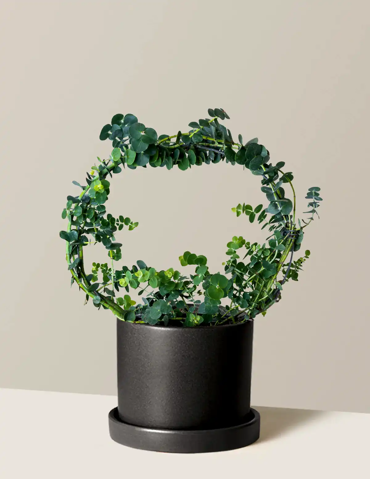 Potted Live Eucalyptus Hoop