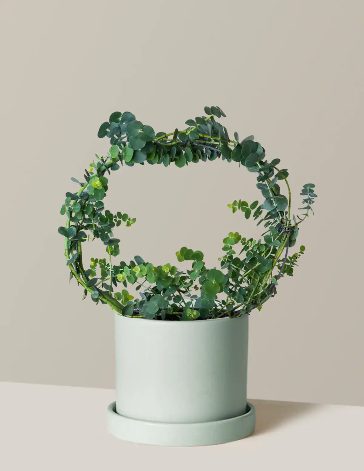 Potted Live Eucalyptus Hoop