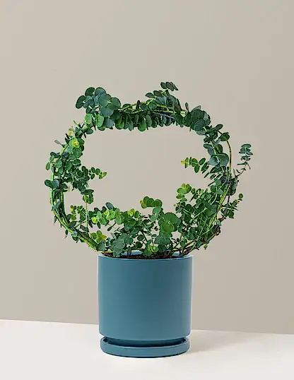 Potted Live Eucalyptus Hoop