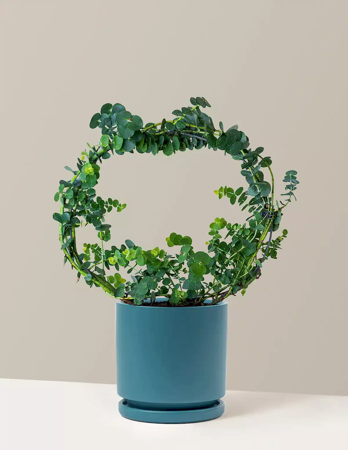Potted Live Eucalyptus Hoop
