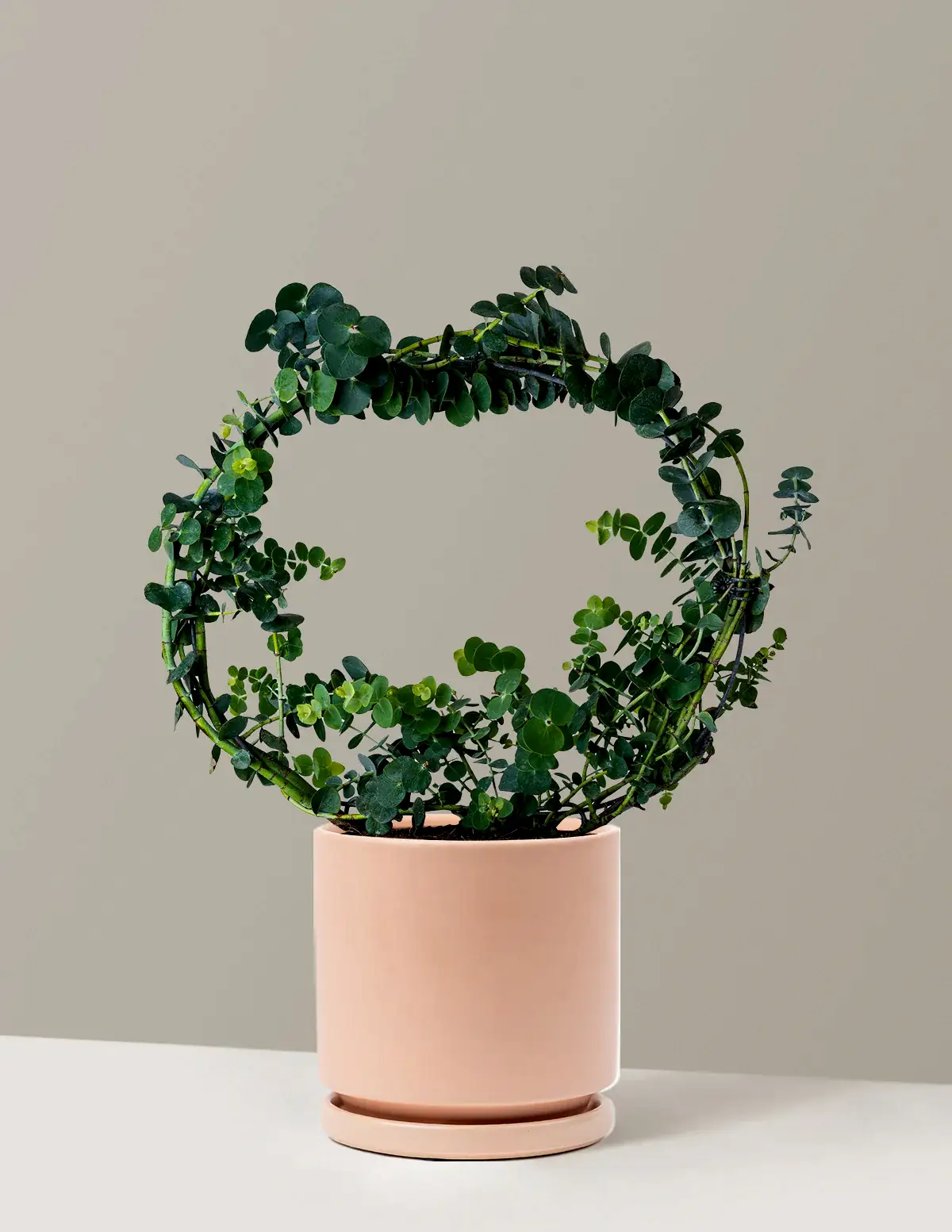 Potted Live Eucalyptus Hoop