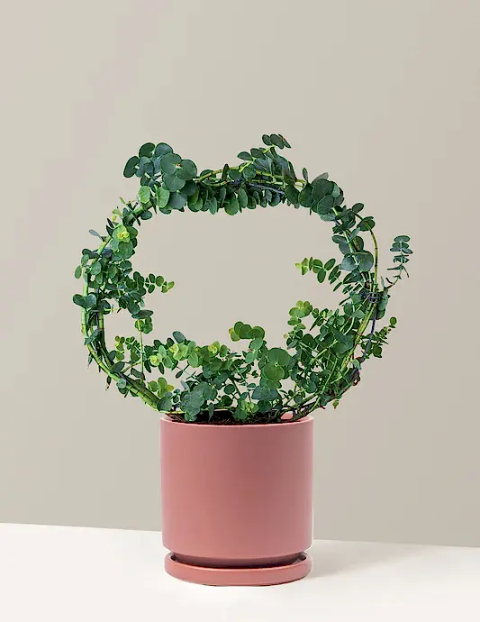 Potted Live Eucalyptus Hoop