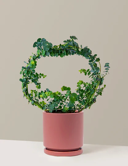 Potted Live Eucalyptus Hoop