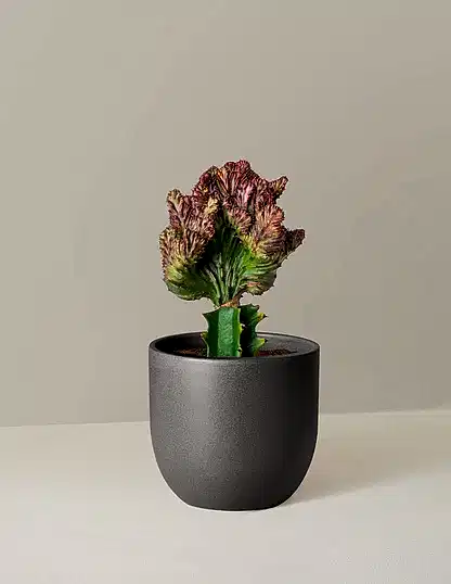Mermaid Tail Cactus