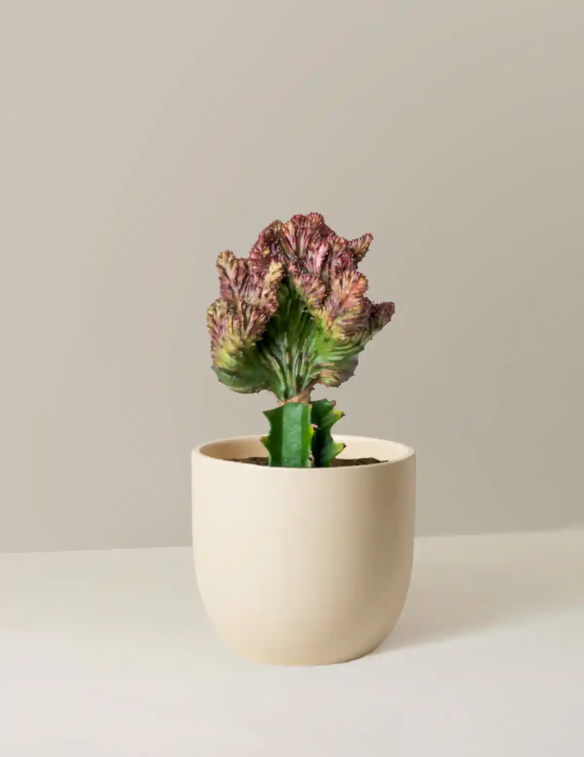 Mermaid Tail Cactus