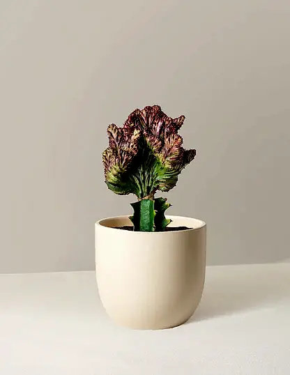 Mermaid Tail Cactus
