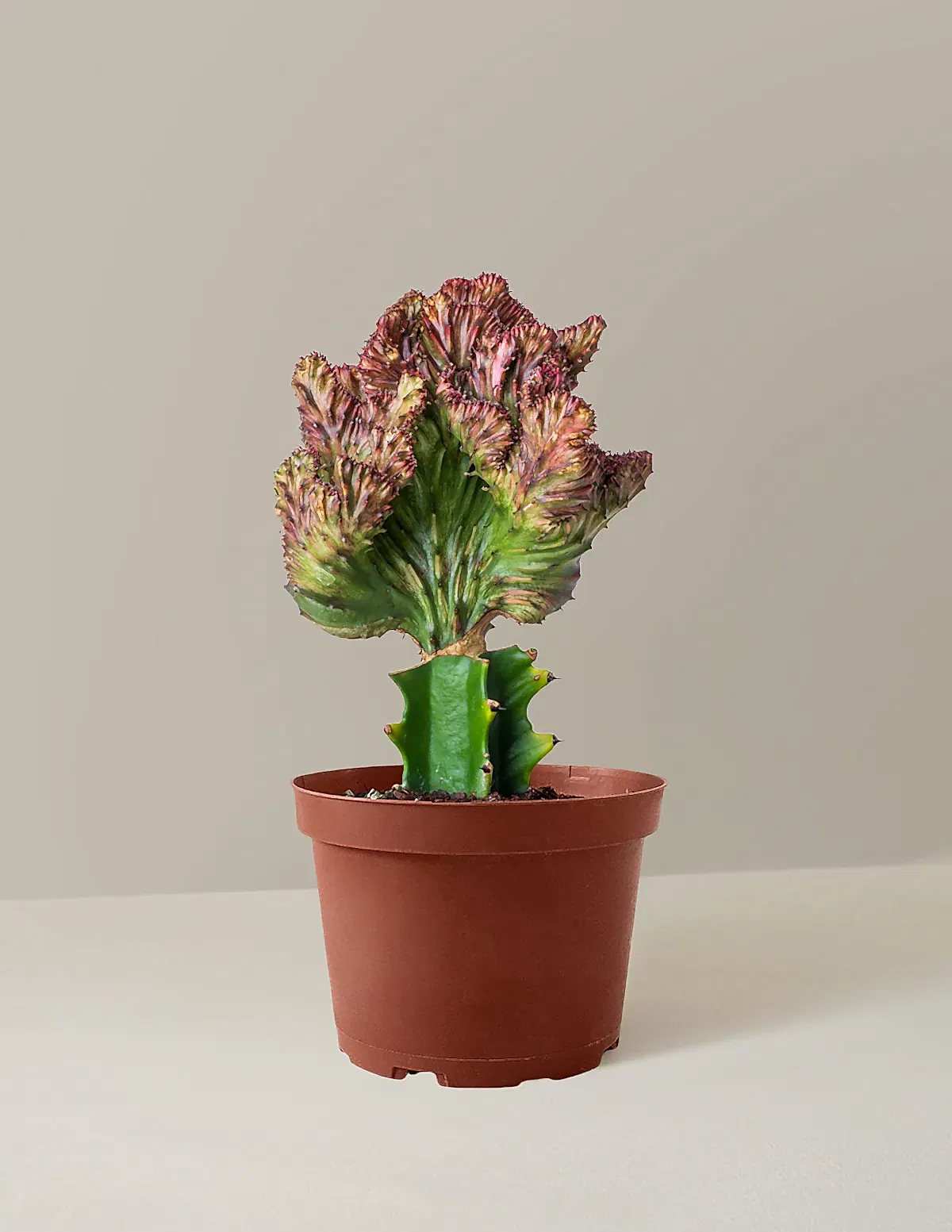 Mermaid Tail Cactus