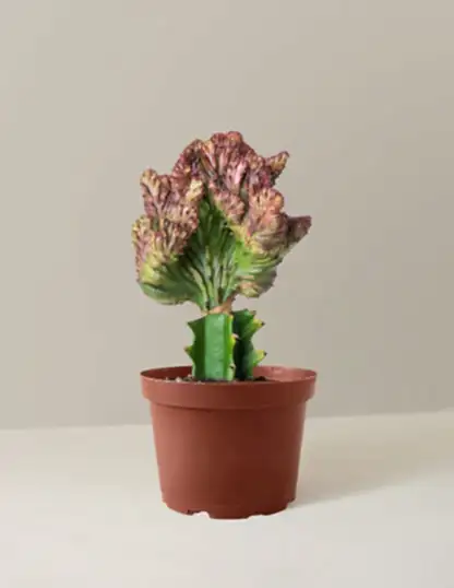 Mermaid Tail Cactus