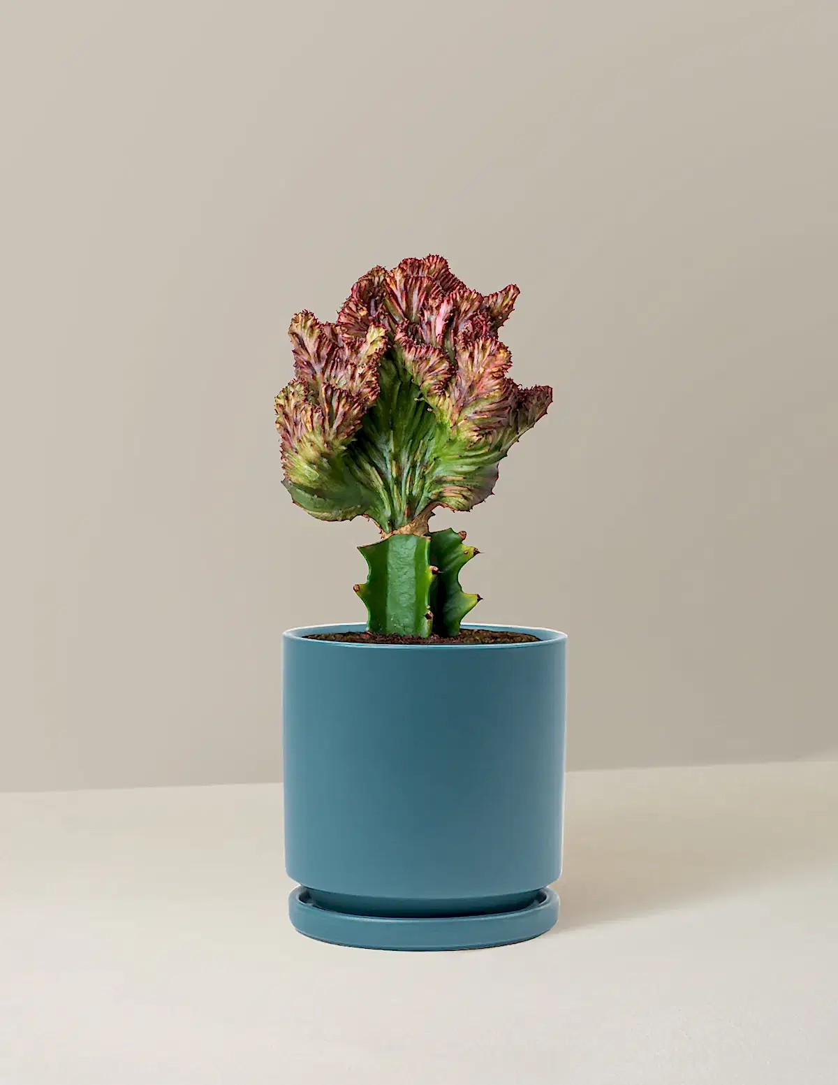 Mermaid Tail Cactus