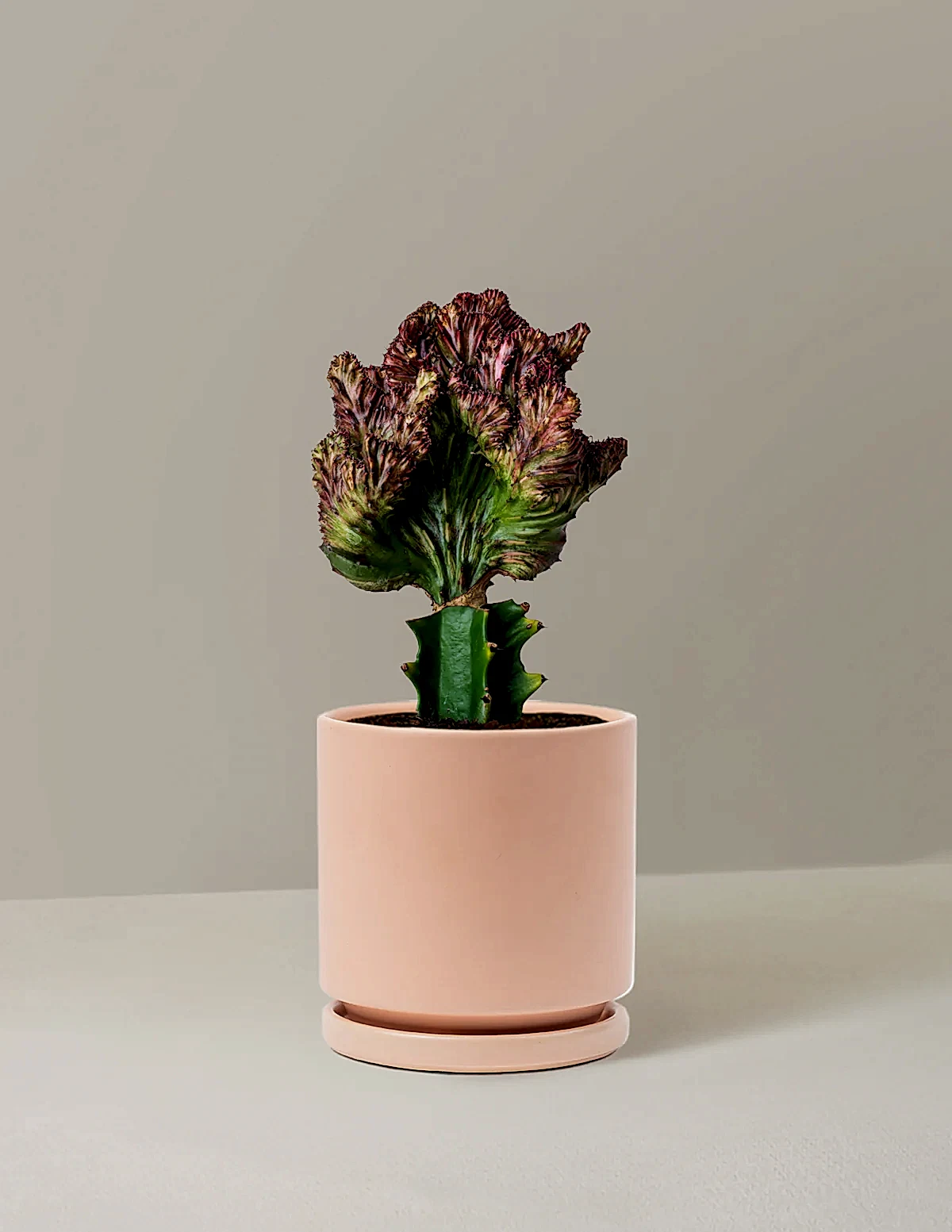 Mermaid Tail Cactus