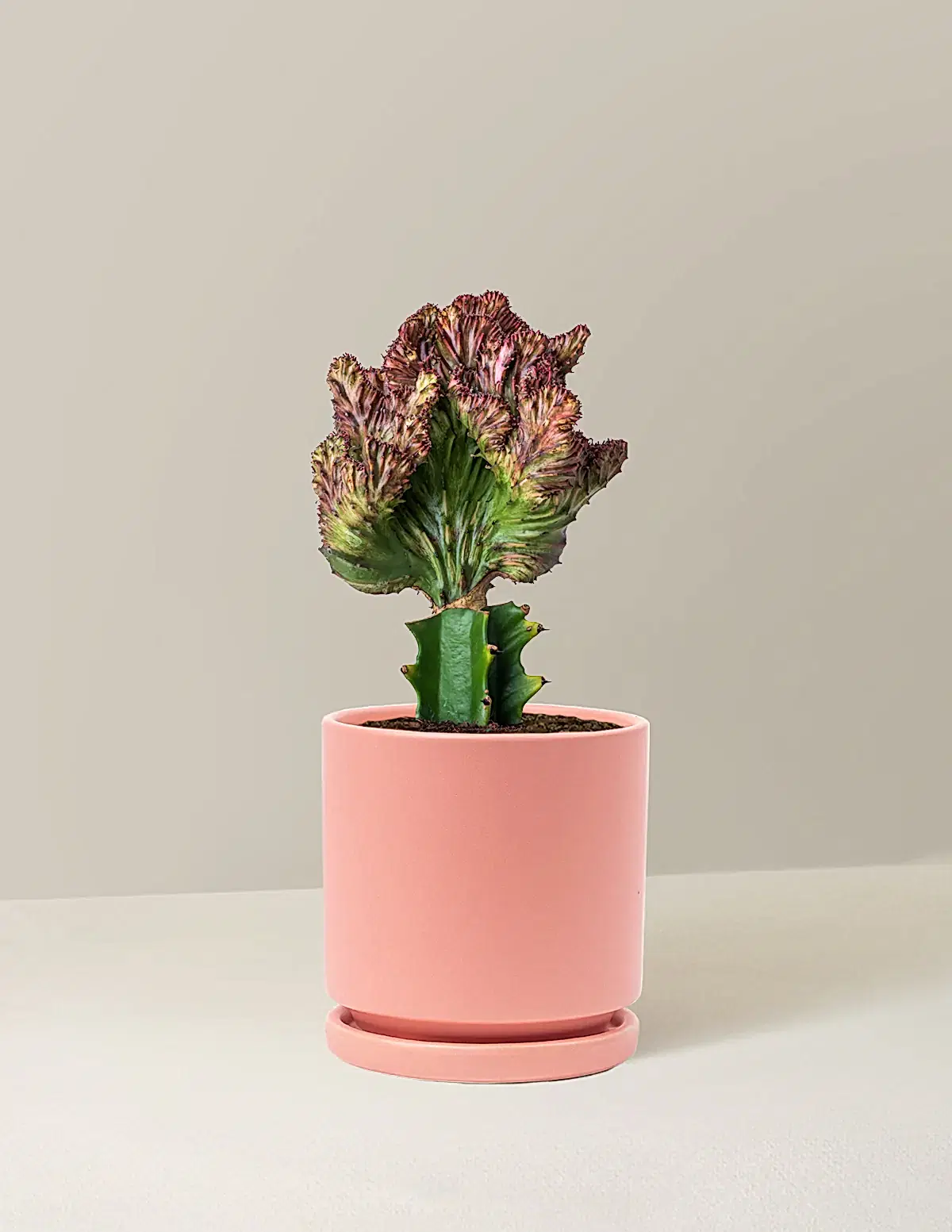 Mermaid Tail Cactus