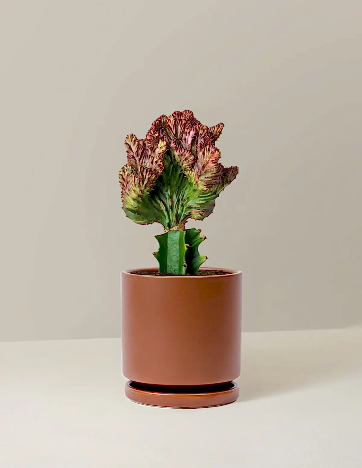 Mermaid Tail Cactus