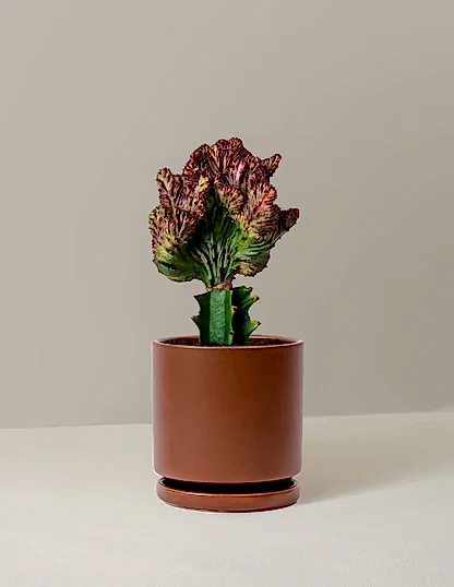 Mermaid Tail Cactus