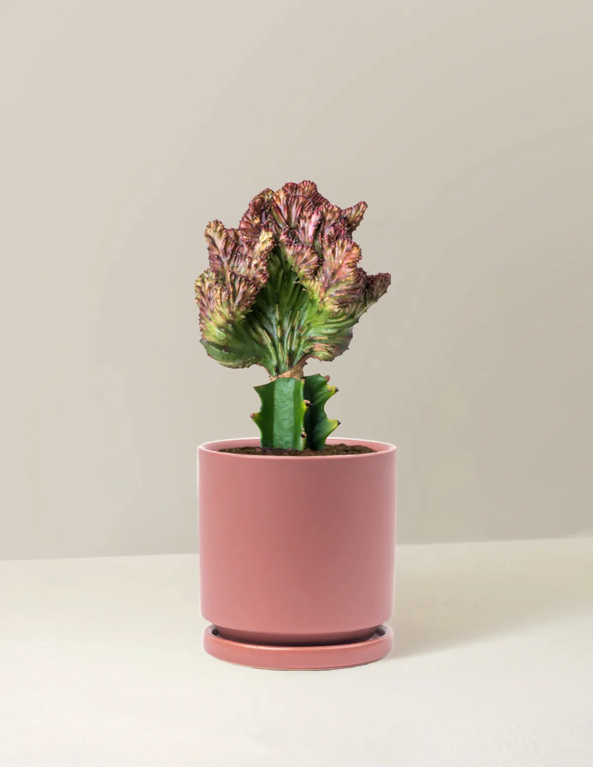 Mermaid Tail Cactus