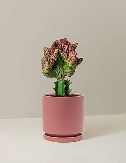 Mermaid Tail Cactus