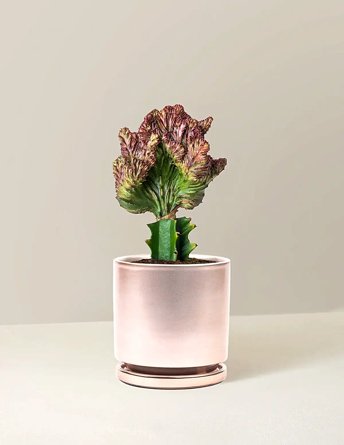 Mermaid Tail Cactus