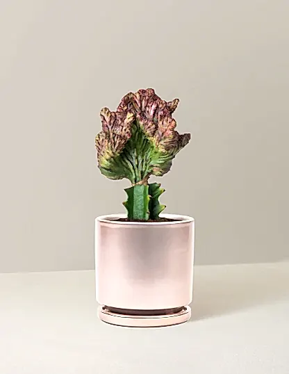 Mermaid Tail Cactus